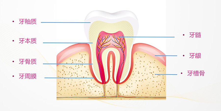 牙周组织.jpg